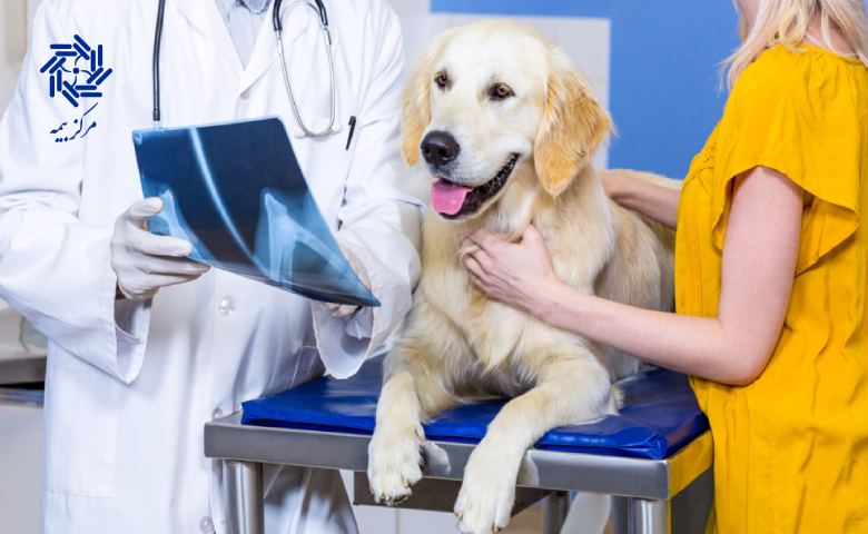 مدارک و مراحل دریافت بیمه حیوانات خانگی